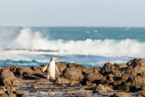 Adult NZ Yellow-eyed Penguin or Hoiho on shore