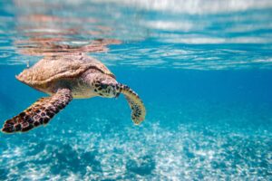 8592817 – hawksbill sea turtle swimming in indian ocean in seychelles